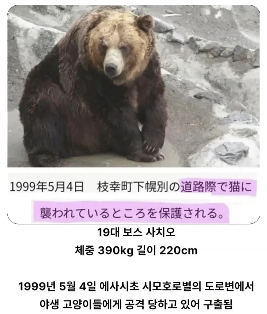 일본에서 구출된 곰.jpg_1.webp