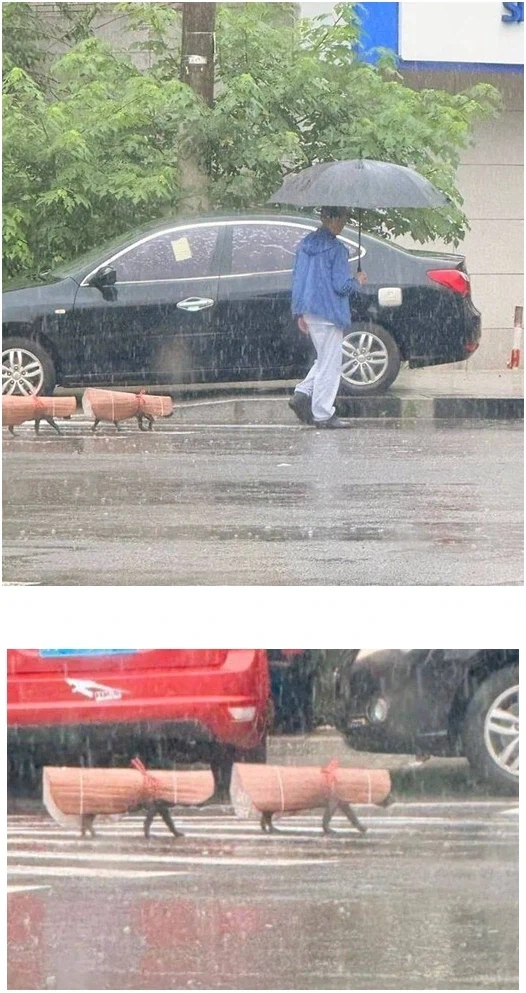 강아지 비 안 맞게 만들어준 돗자리 우비.png_1.webp