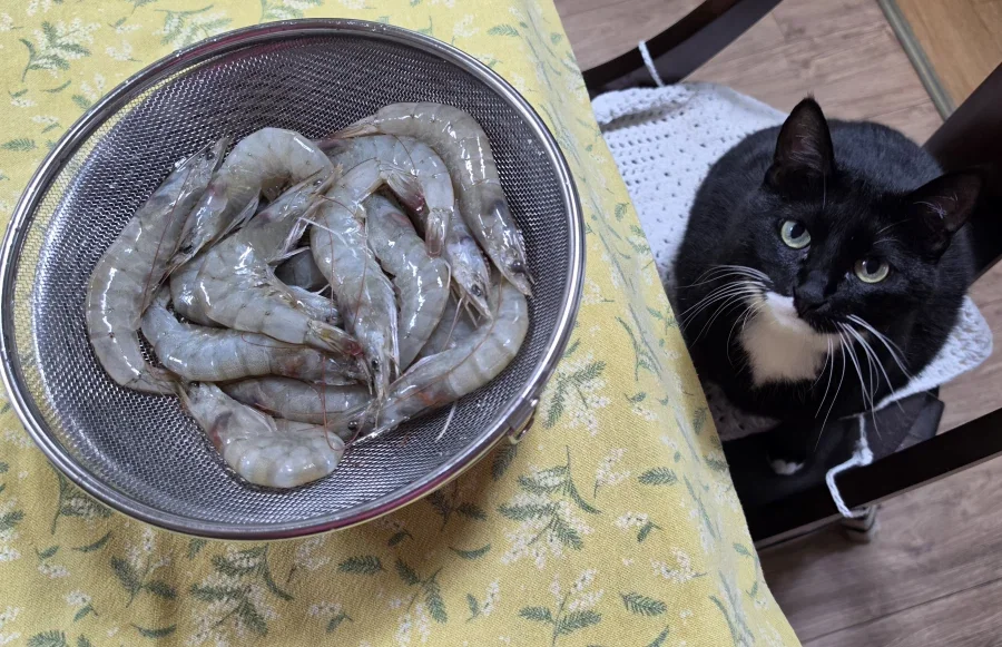 야옹이랑 술한잔 함_1.webp