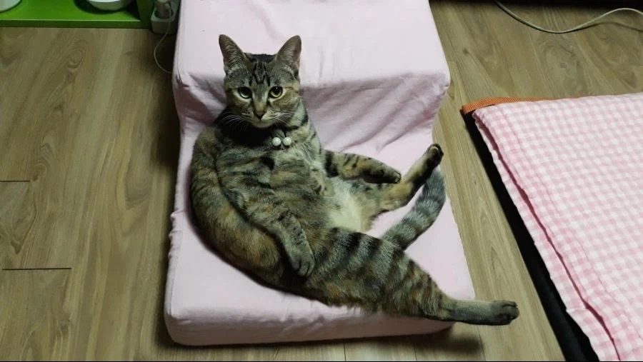 우리집 뚱냥이 보고 가셈_11.webp