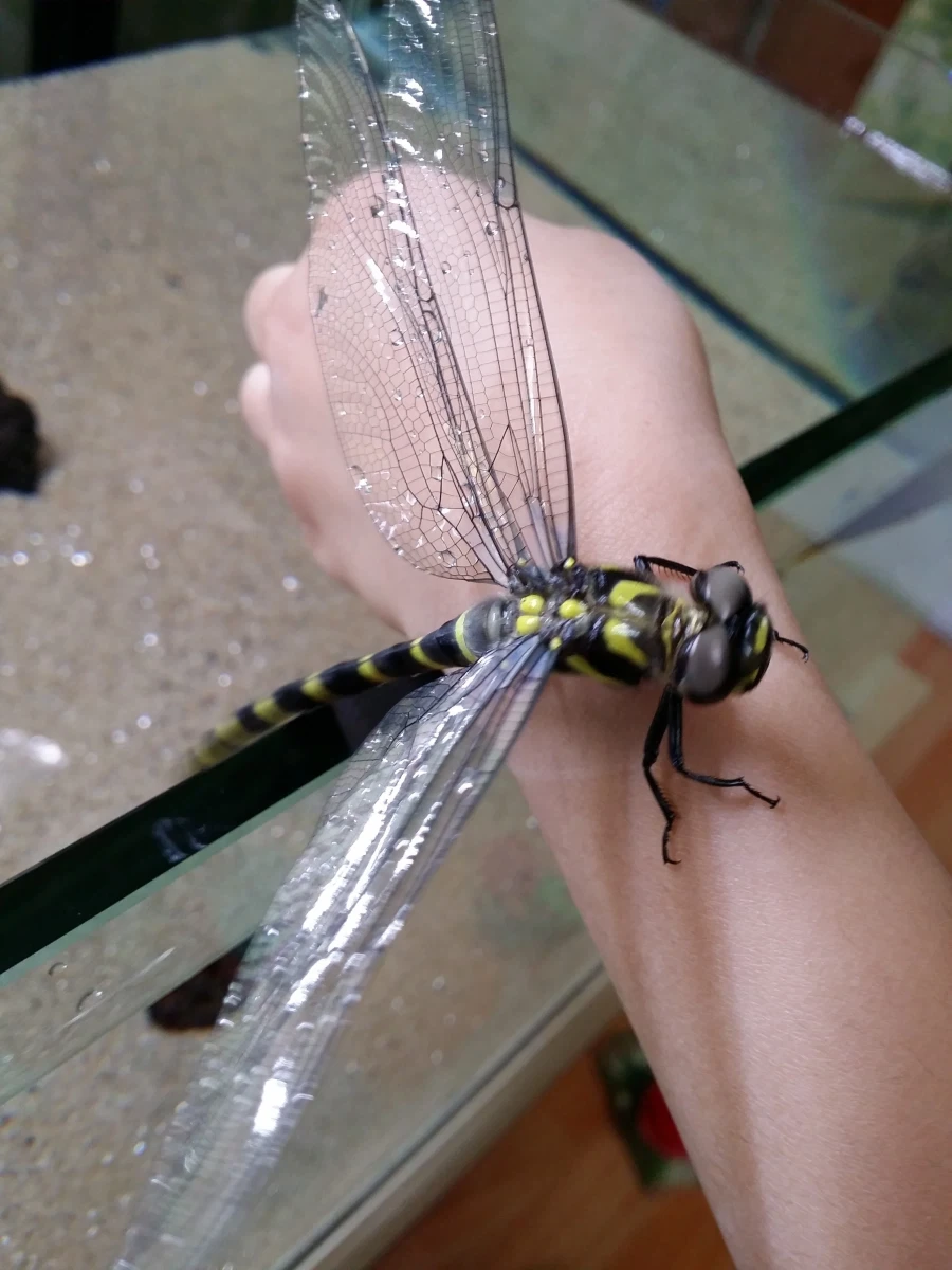 K-최강곤충.jpg_2.webp