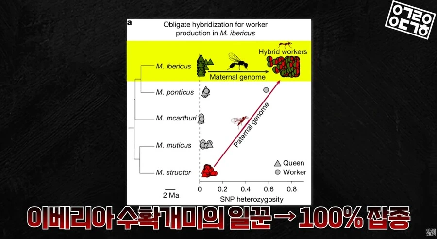 다른 종을 만들도록 진화하고있는 현대 개미 사회_11.png