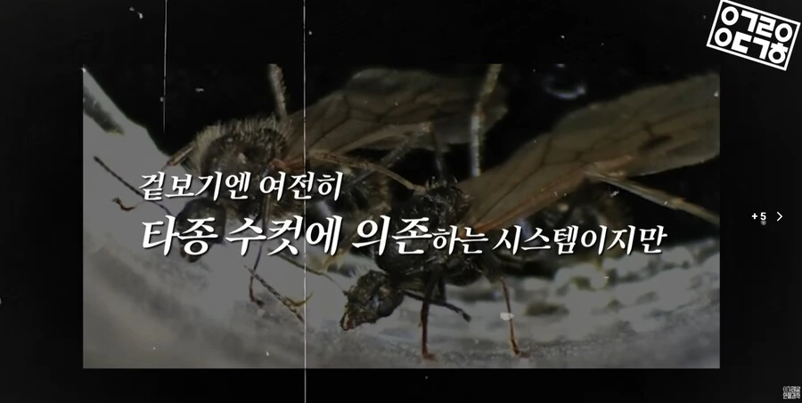 다른 종을 만들도록 진화하고있는 현대 개미 사회_25.png
