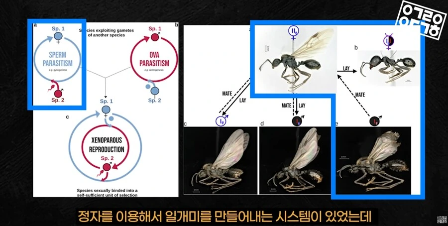 다른 종을 만들도록 진화하고있는 현대 개미 사회_28.png