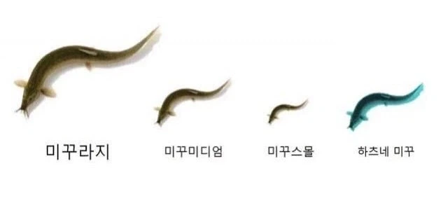 미꾸라지_1.webp