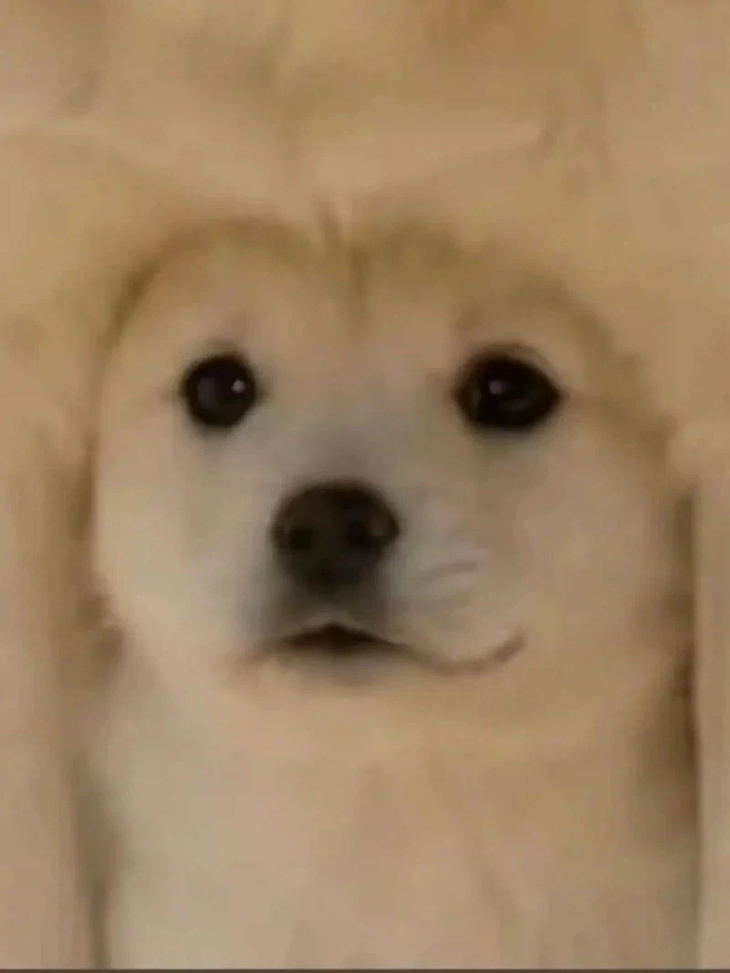 댕댕하고 댕댕한 댕댕이 이미지_2.webp