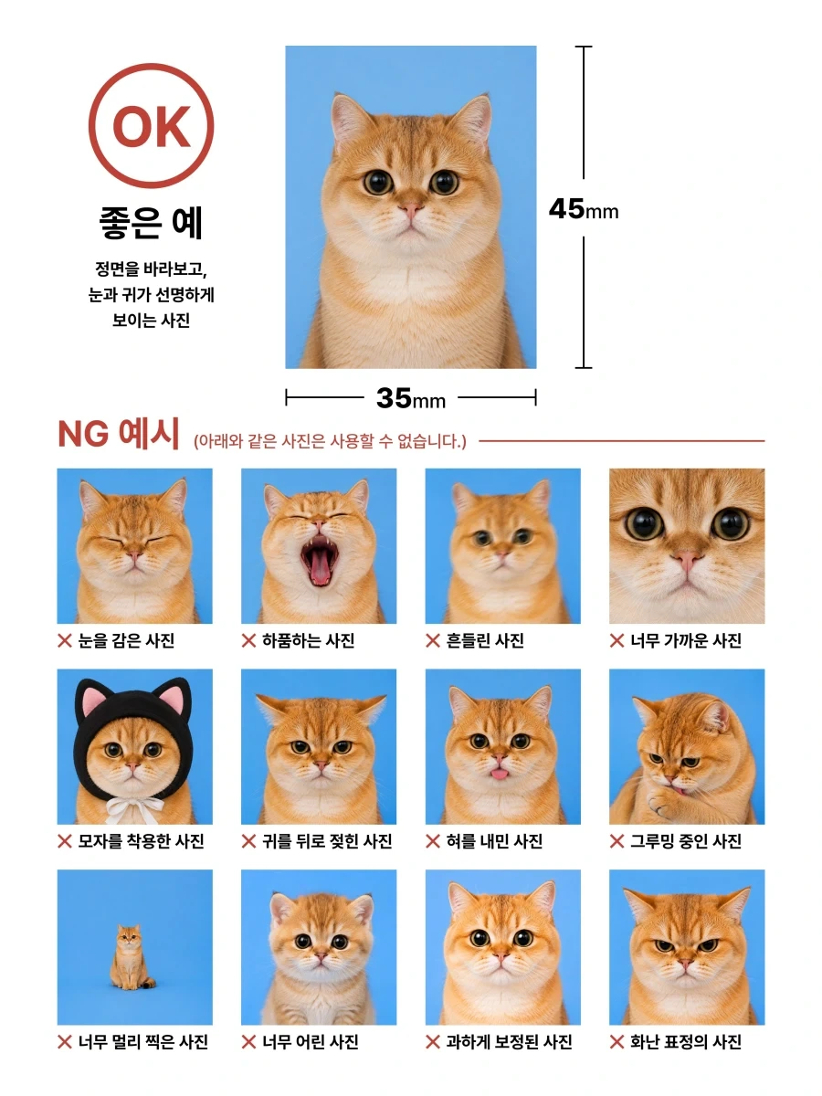 고양이로 보는 증명사진 가이드라인..._1.webp