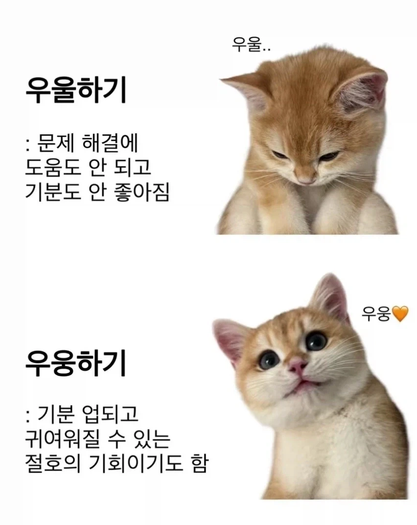 첫댓글이 분위기를 좌우하는 유머_1.webp