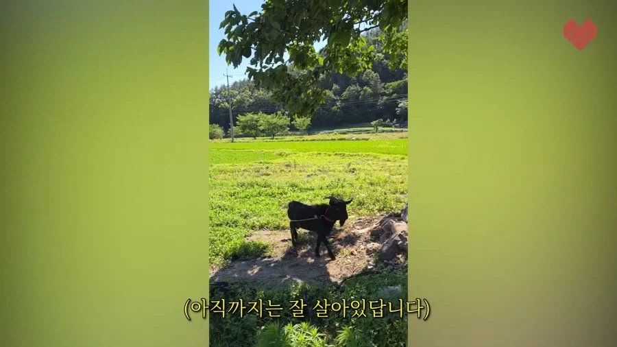 흑염소를 데리고 사라진 요리사는 다음날 고기를 가져왔다_8.webp