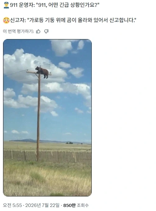 미국에서 전봇대 위에 올라간 곰, 결국 사망_1.webp