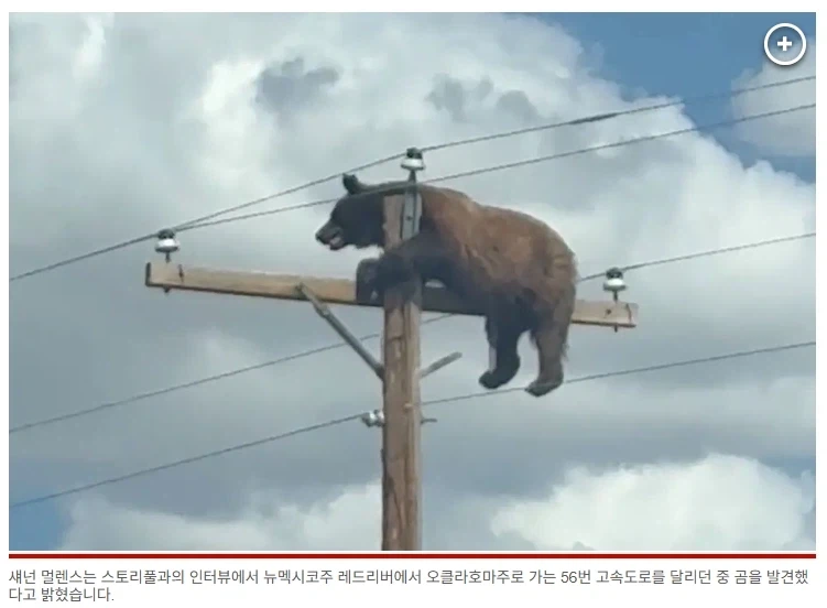 미국에서 전봇대 위에 올라간 곰, 결국 사망_2.webp