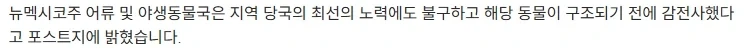 미국에서 전봇대 위에 올라간 곰, 결국 사망_3.webp
