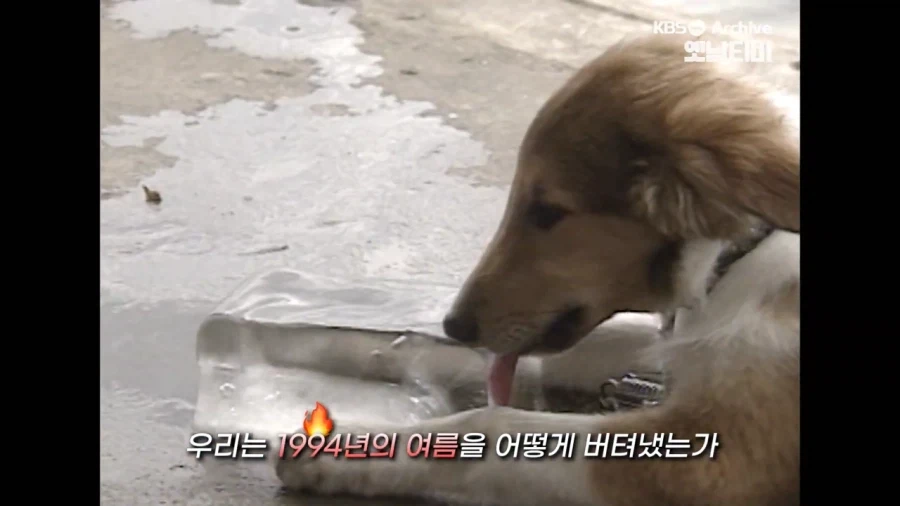 덥지만 풍족했던 94년.jpg_1.webp