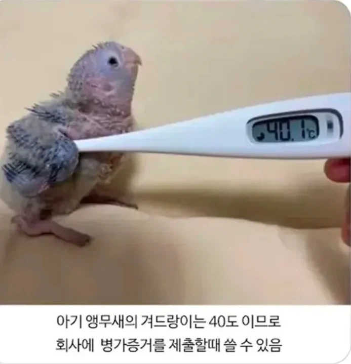 직장인들이 새끼앵무새를 키워야 되는 이유_1.webp