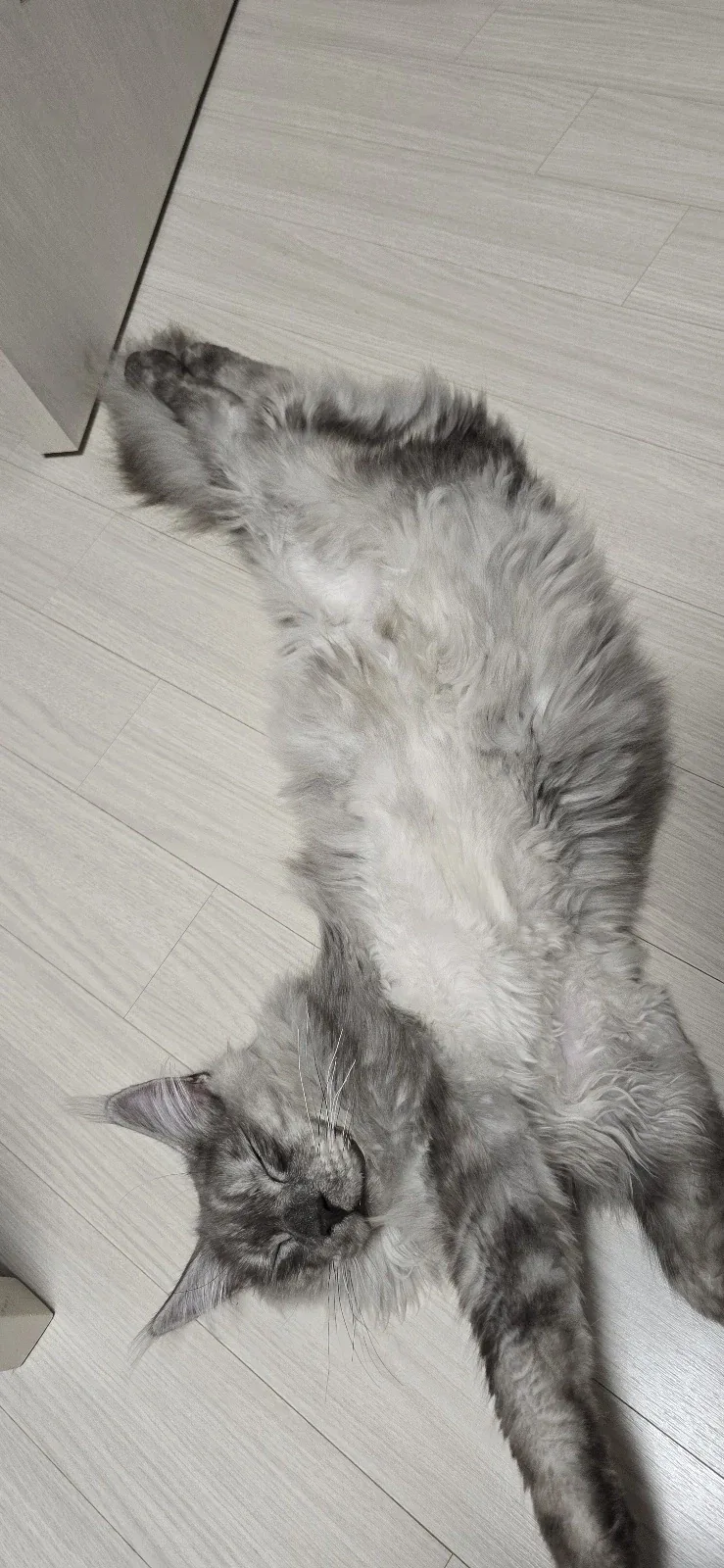보기만해도 기분좋은 냥이 사진_1.webp