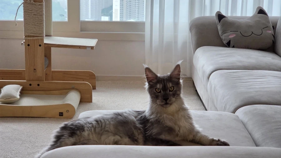 보기만해도 기분좋은 냥이 사진_2.webp