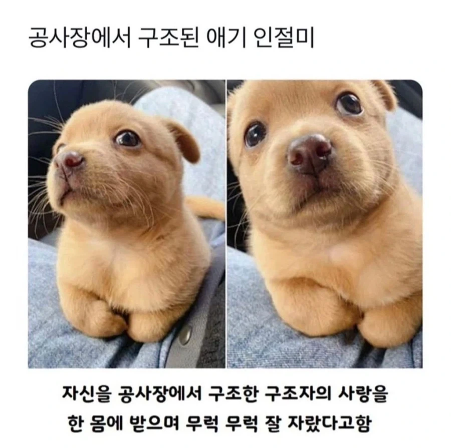 공사장에서 구조된 애기 인절미_1.webp