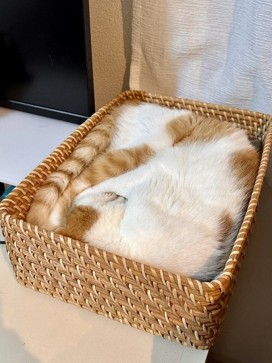 네모네모 고먐미.JPG_1.webp