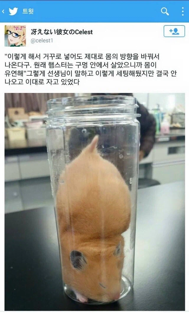 햄스터는 유연해서 병속에 거꾸로 넣어도 돌아나온다.jpg_1.webp
