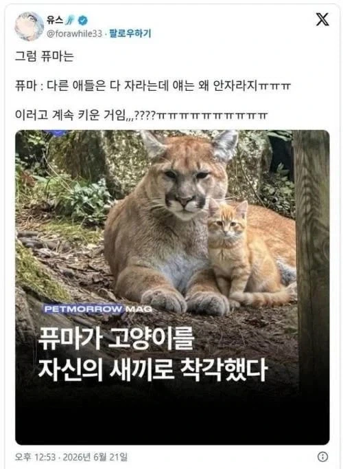 퓨마: 다른 애들은 다 자라는데 얘는 왜 안 자라지?_1.webp