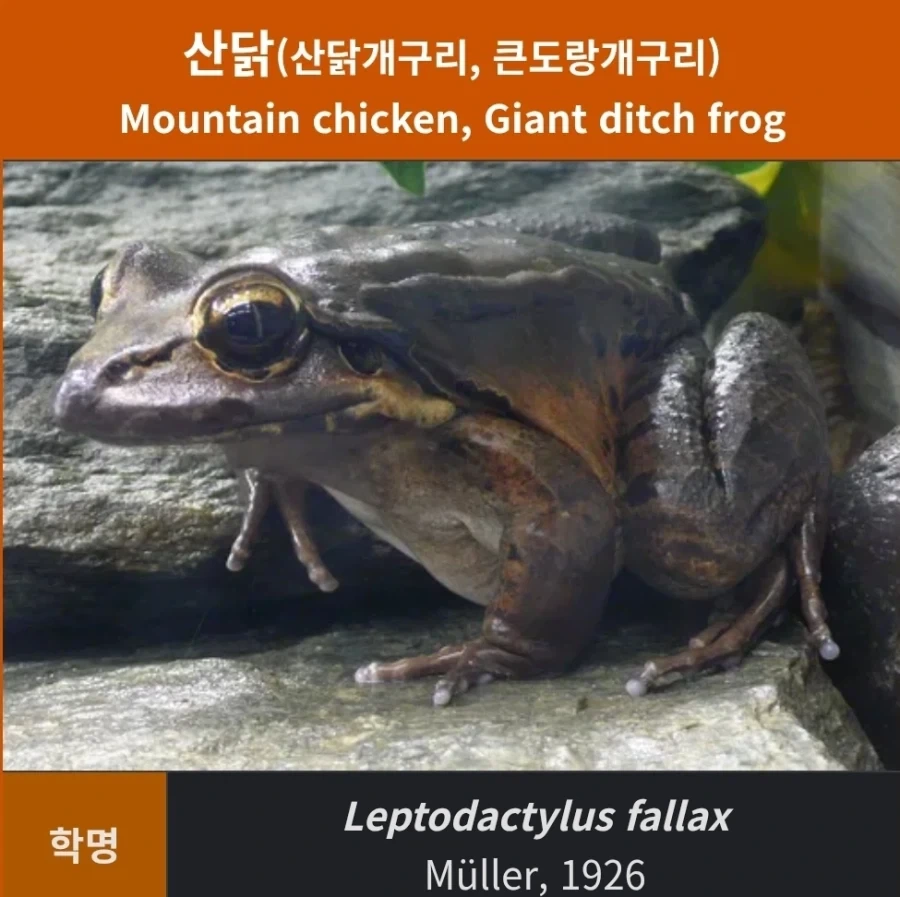 산닭(Mountain chicken).jpg_2.webp