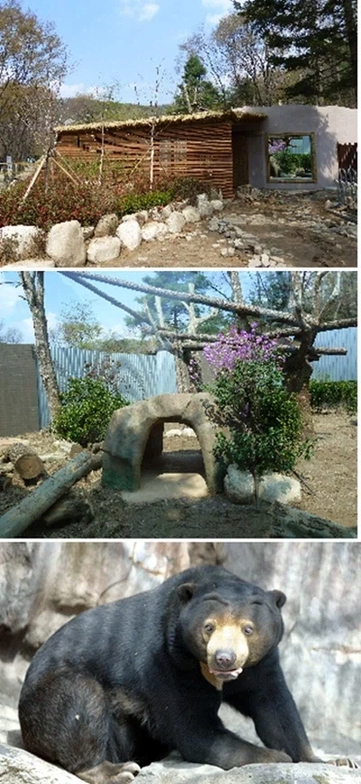 대한민국을 떠들썩하게 한 말레이곰 꼬마_3.webp