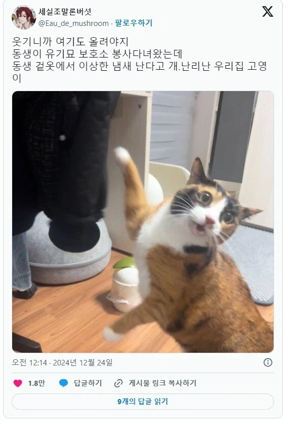 도둑고양이 냄새가 난다.jpg_1.webp