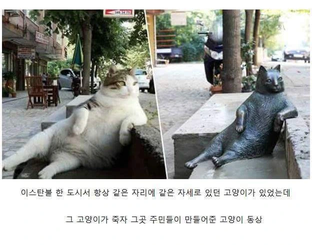 이스탄불.. 냥이 ... 죽은뒤 벌어진일.jpg_1.jpg