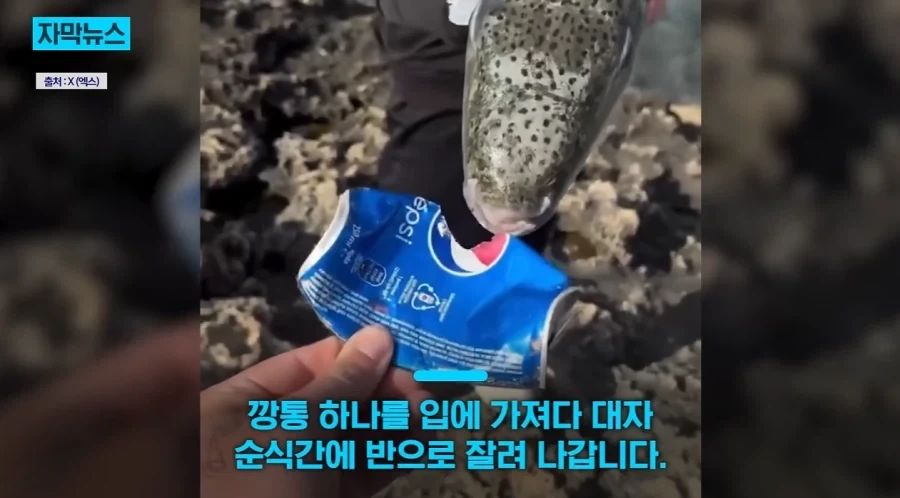지중해에서 골치덩이라는 괴물물고기.jpg_1.webp