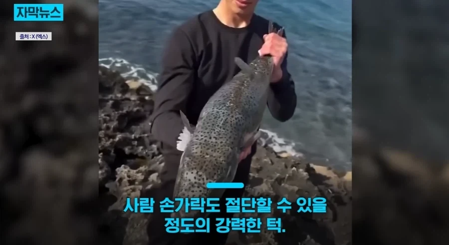 지중해에서 골치덩이라는 괴물물고기.jpg_2.webp