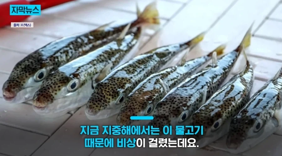 지중해에서 골치덩이라는 괴물물고기.jpg_3.webp