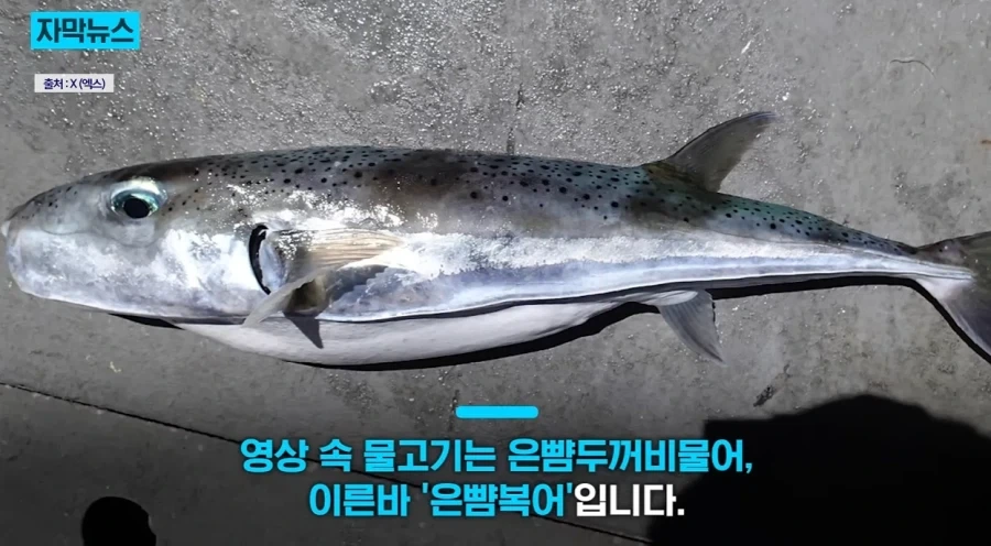 지중해에서 골치덩이라는 괴물물고기.jpg_4.webp
