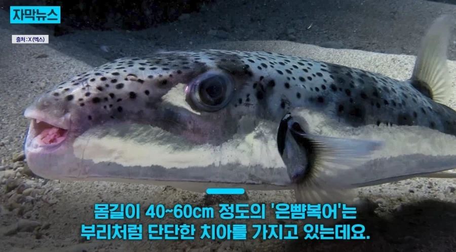 지중해에서 골치덩이라는 괴물물고기.jpg_5.webp