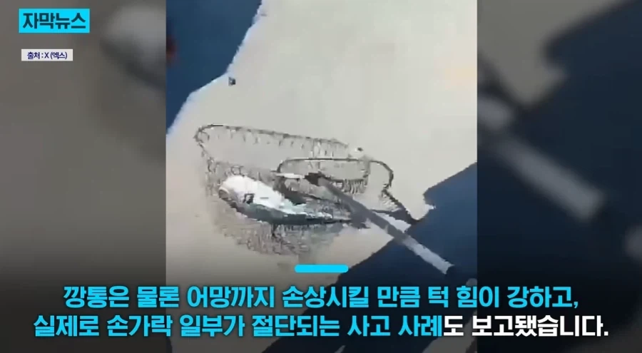지중해에서 골치덩이라는 괴물물고기.jpg_6.webp