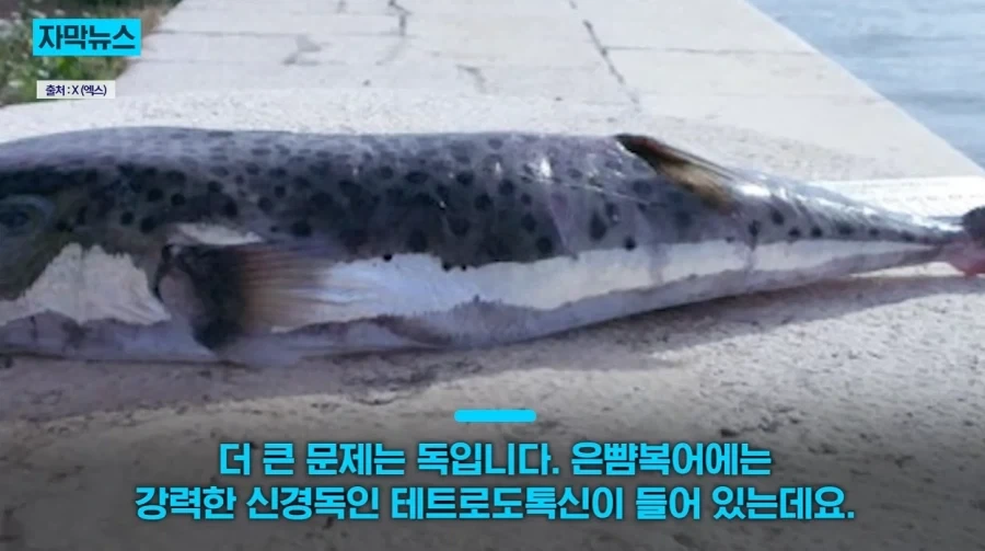 지중해에서 골치덩이라는 괴물물고기.jpg_7.webp