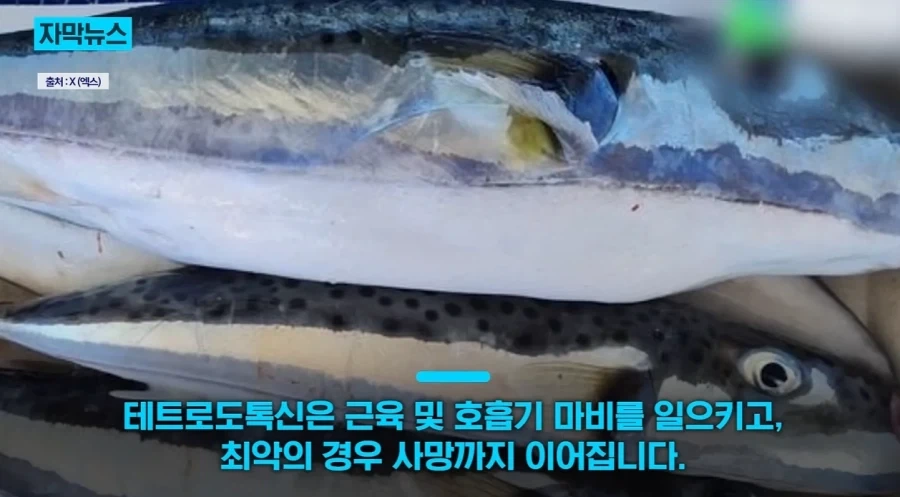 지중해에서 골치덩이라는 괴물물고기.jpg_8.webp