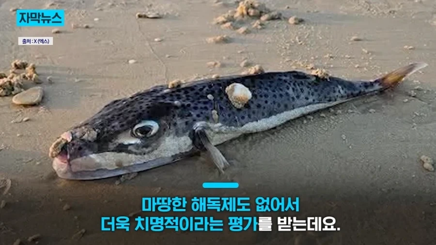 지중해에서 골치덩이라는 괴물물고기.jpg_9.webp