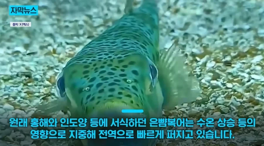 지중해에서 골치덩이라는 괴물물고기.jpg_10.webp