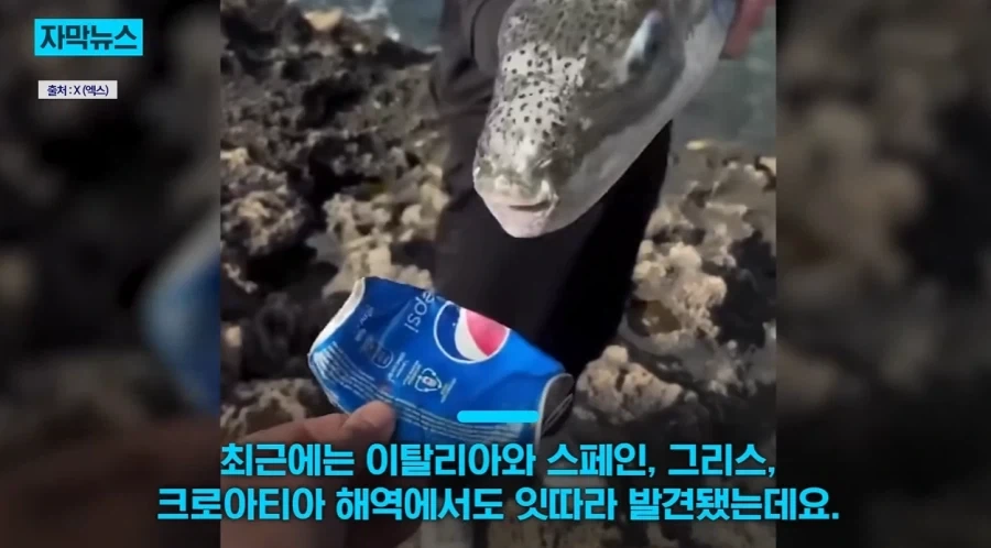 지중해에서 골치덩이라는 괴물물고기.jpg_11.webp