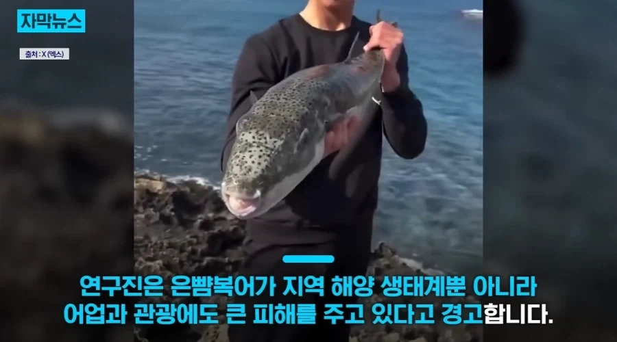 지중해에서 골치덩이라는 괴물물고기.jpg_12.webp