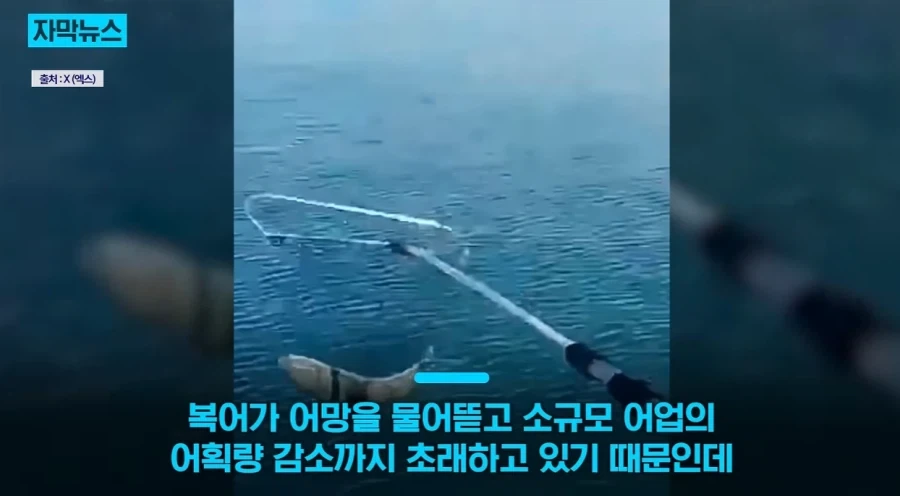 지중해에서 골치덩이라는 괴물물고기.jpg_13.webp