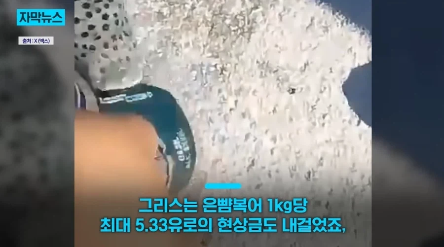 지중해에서 골치덩이라는 괴물물고기.jpg_15.webp