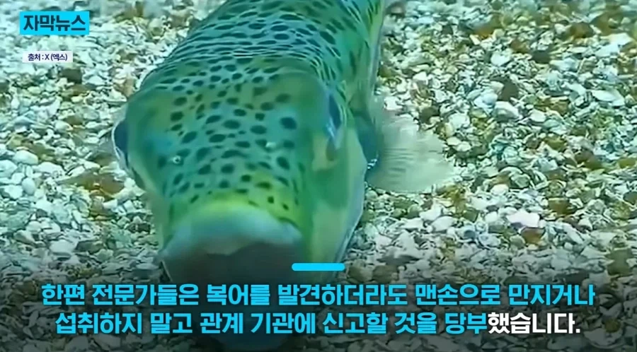 지중해에서 골치덩이라는 괴물물고기.jpg_16.webp