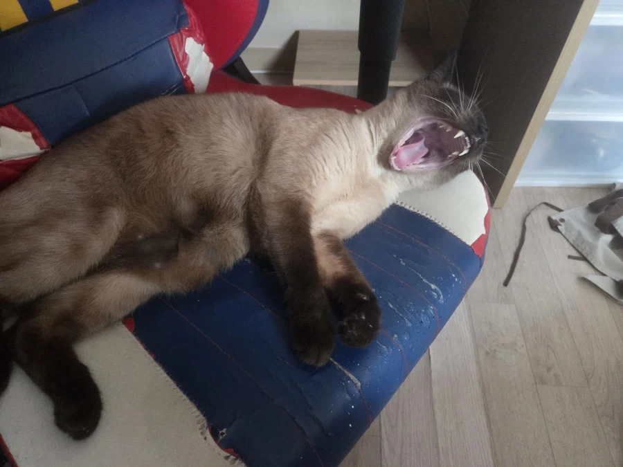 이거 웃는 것 아님...이거 비명 지르는 것도 아님..._2.webp