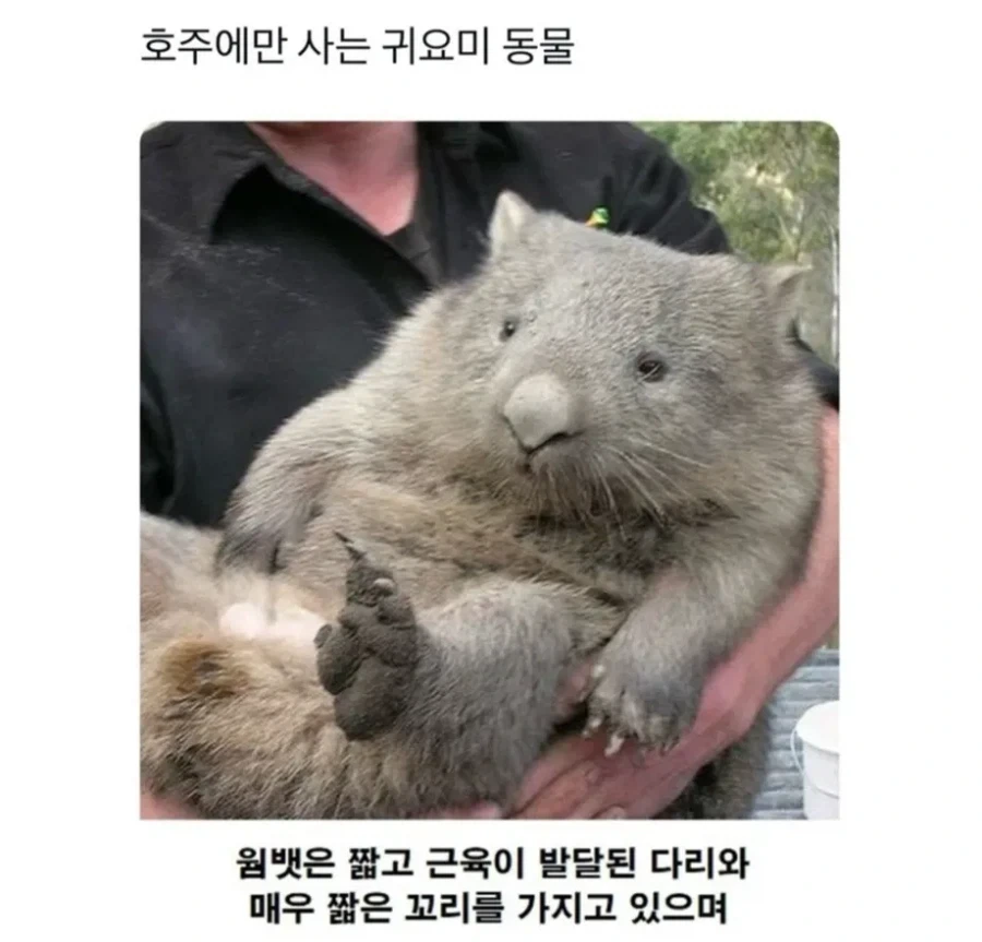 호주에만 사는 귀요미 동물_1.webp