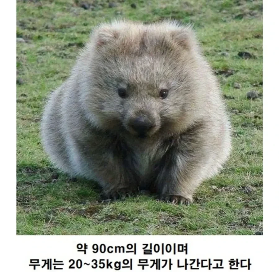 호주에만 사는 귀요미 동물_2.webp