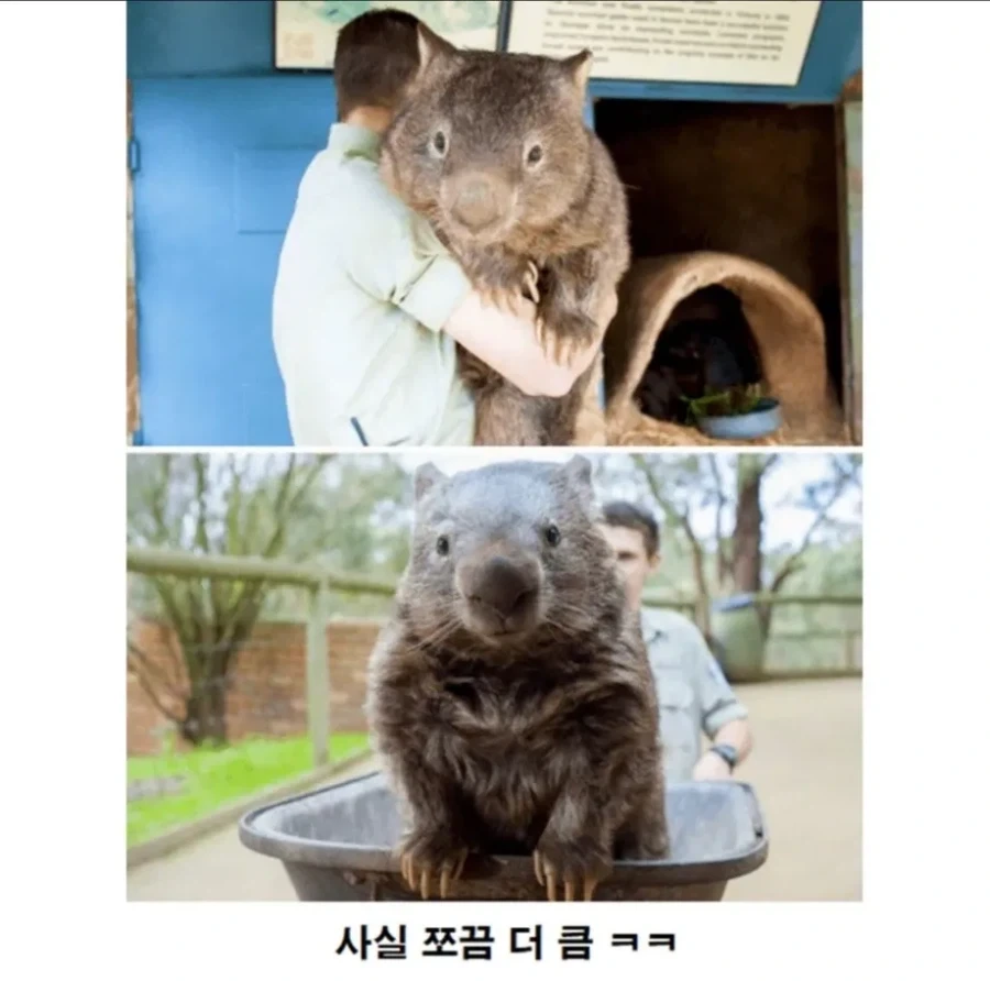 호주에만 사는 귀요미 동물_3.webp