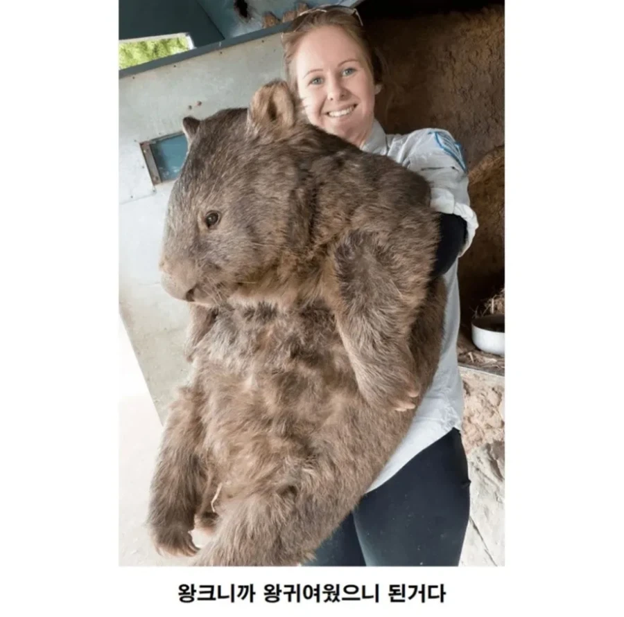 호주에만 사는 귀요미 동물_4.webp