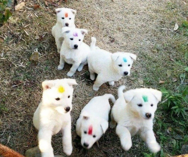 강아지 구별법.jpg_1.jpg