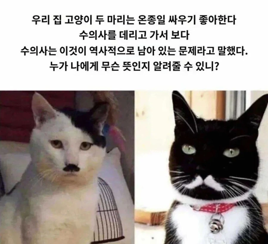 고양이로 환생한 역사 속 인물들_1.webp